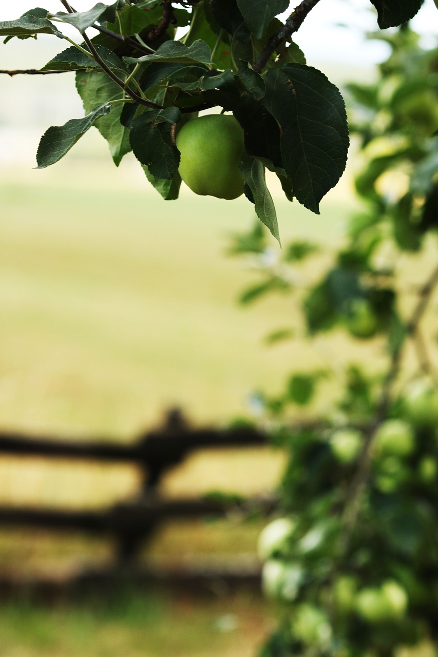 Apple,  Obuolių Medis,  Vaisių,  Filialas, Nemokamos Nuotraukos,  Nemokama Licenzija