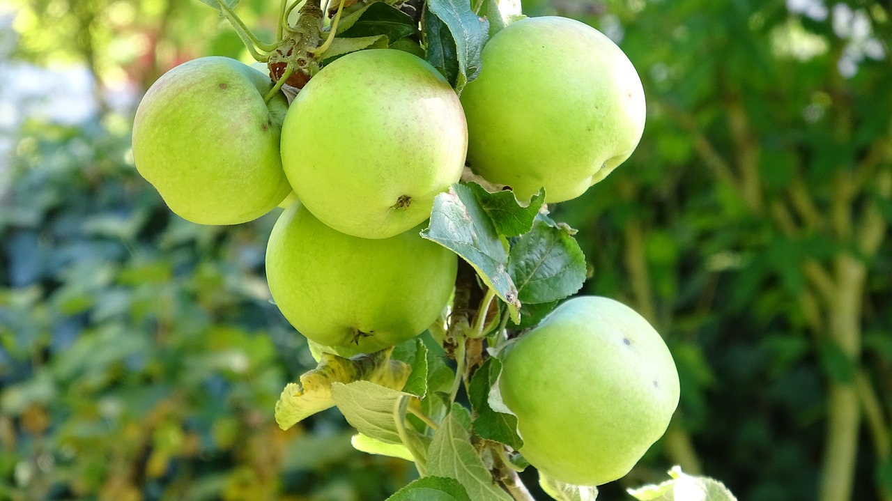 Apple,  Vaisių,  Šviežias,  Sveiki,  Prinokę,  Vitaminai,  Vaisių Medžiai,  Maisto,  Skanus,  Pobūdį