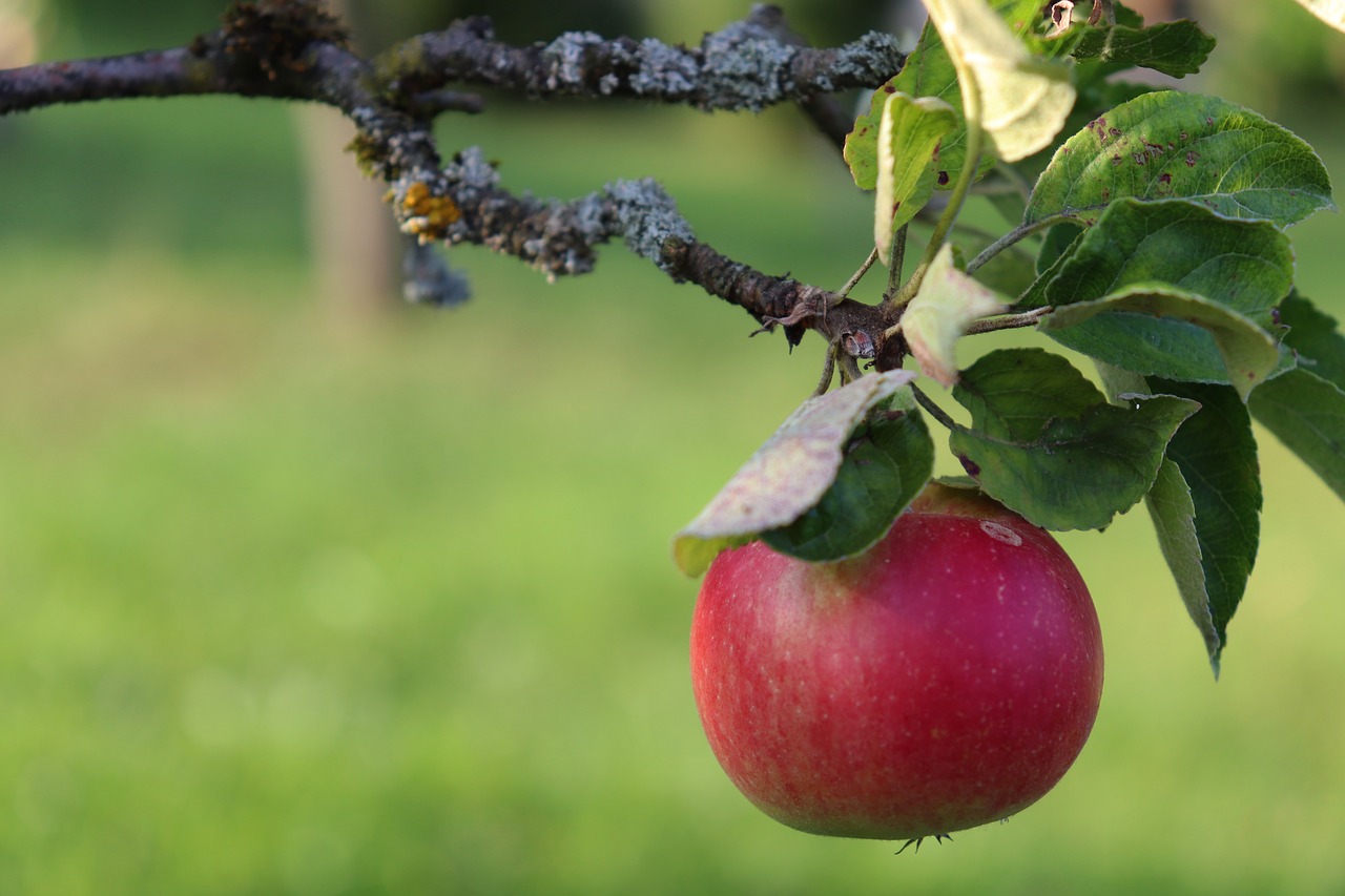 Apple,  Obuolių Medis,  Raudona,  Vaisių,  Filialas,  Vaismedžių,  Vaisių Sodas,  Derlius,  Ruduo,  Sveiki