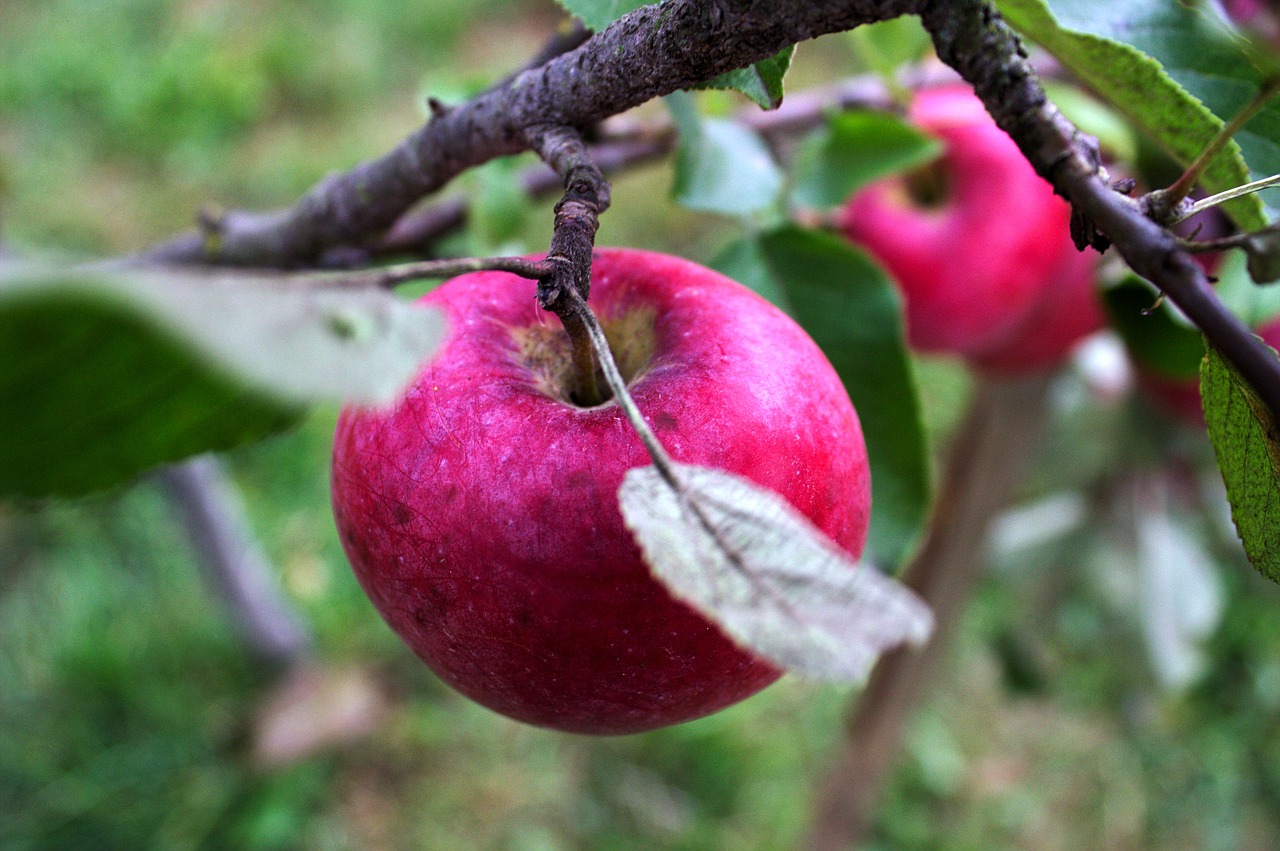 Apple,  Pobūdį,  Grožio,  Raudona,  Derlius,  Vitaminai,  Mitybos,  Medis,  Vasara,  Obuolių Medis