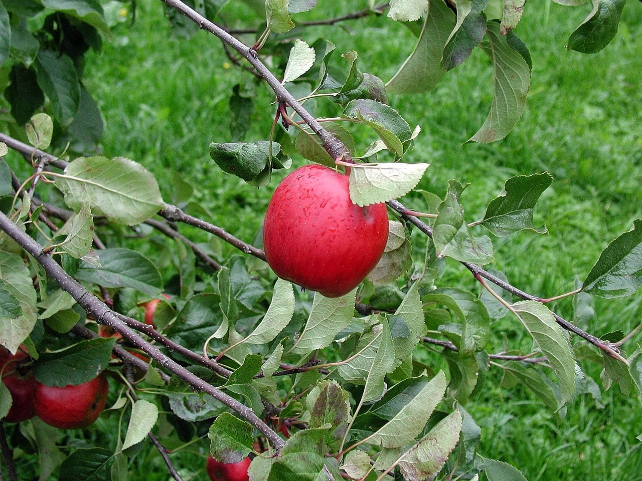 Obuolys, Medis, Filialas, Vaisiai, Prinokę, Lapai, Vaisių Sodas, Nemokamos Nuotraukos,  Nemokama Licenzija