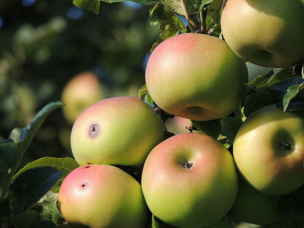 Obuolys, Apfelernte, Obuolių Medis, Vaisių Sodas, Netikėtas, Kirmėlės Skylė, Kenkėjas, Užkrėtimo, Nemokamos Nuotraukos,  Nemokama Licenzija