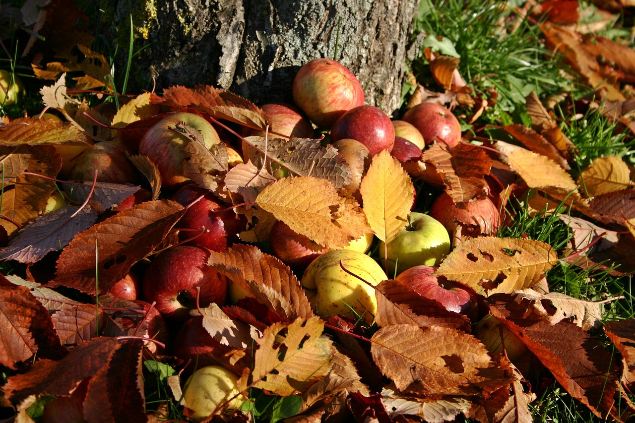 Obuolys, Vaisių Sodas, Netikėtas, Ruduo, Kritimo Lapija, Rudens Vaisiai, Medis, Žolė, Spalvinga, Lapai