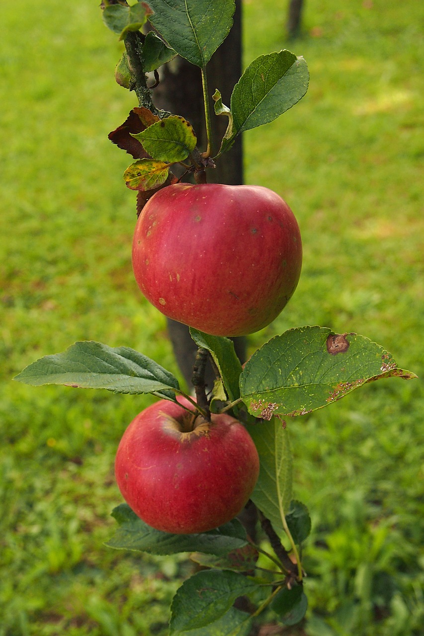 Obuolys, Obuolių Medis, Filialas, Vaisiai, Žalias, Raudona, Derlius, Labiausiai, Vaisių Sodas, Vaisiai