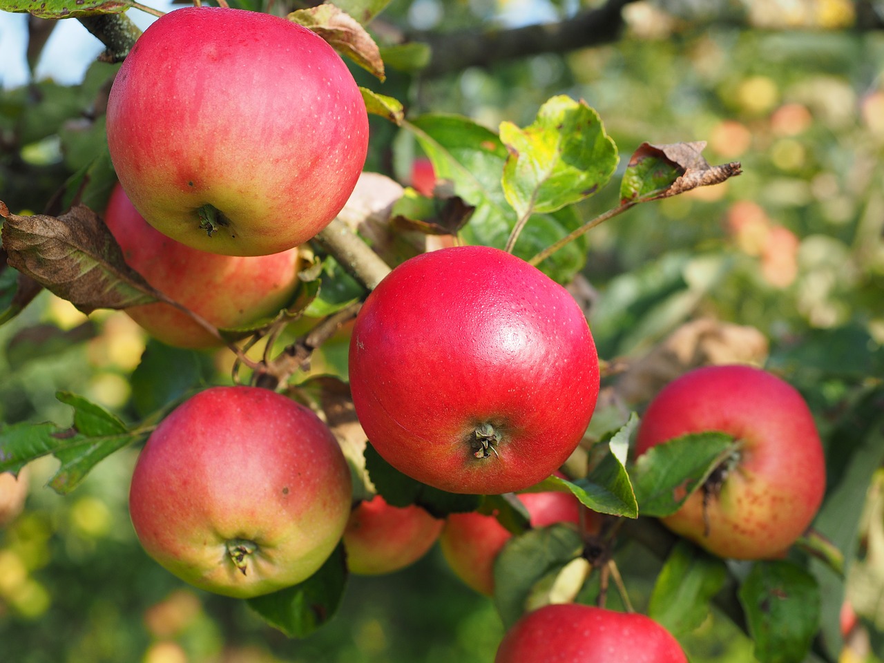 Obuolys, Obuolių Medis, Vaisiai, Raudona, Frisch, Sveikas, Vitaminai, Vaisių Sodas, Nemokamos Nuotraukos,  Nemokama Licenzija