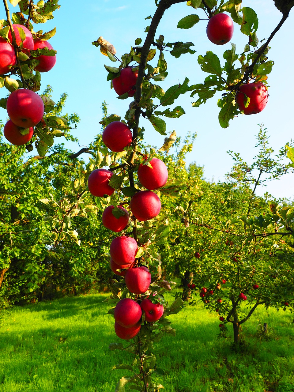 Obuolys, Obuolių Medis, Vaisiai, Raudona, Frisch, Sveikas, Vitaminai, Vaisių Sodas, Nemokamos Nuotraukos,  Nemokama Licenzija