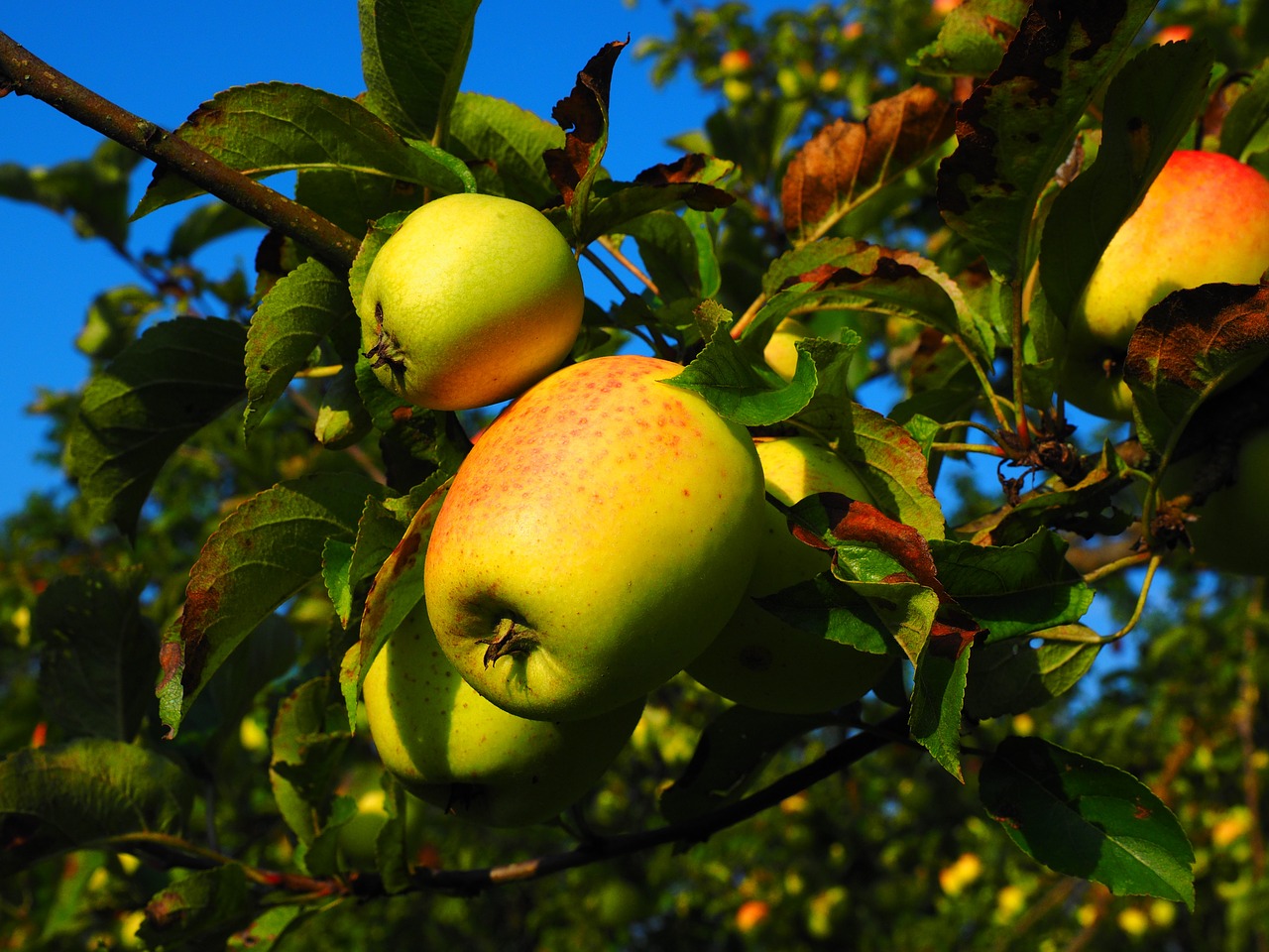 Obuolys, Obuolių Medis, Vaisiai, Frisch, Sveikas, Vitaminai, Vaisių Sodas, Nemokamos Nuotraukos,  Nemokama Licenzija