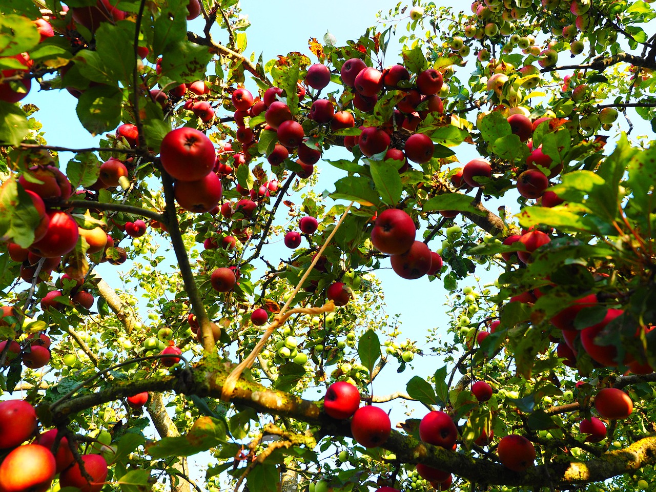 Obuolys, Obuolių Medis, Vaisiai, Raudona, Frisch, Sveikas, Vitaminai, Vaisių Sodas, Nemokamos Nuotraukos,  Nemokama Licenzija