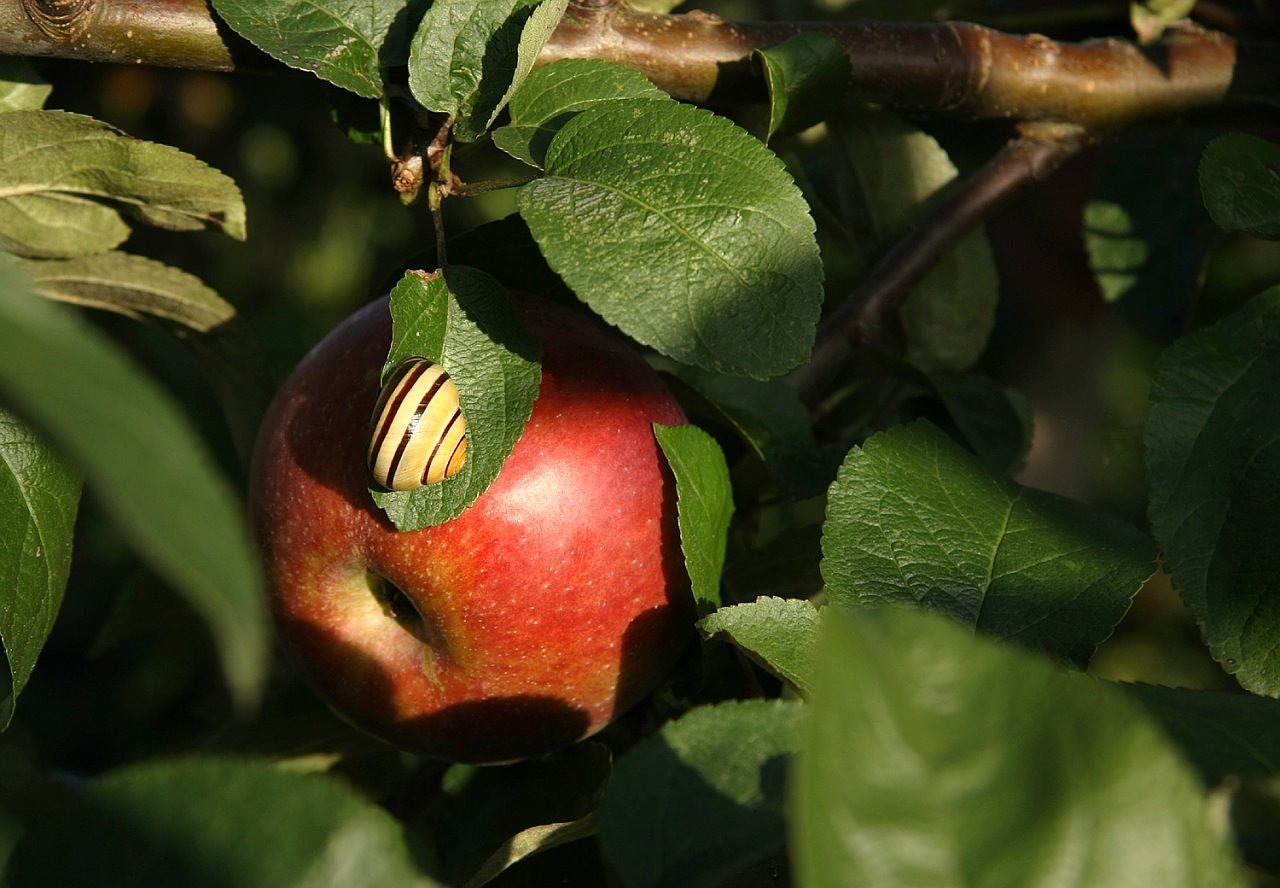 Obuolys, Vaisiai, Maistas, Valgyti, Sraigė, Lukštas, Filialas, Abejonių, Sveikas, Vitaminai