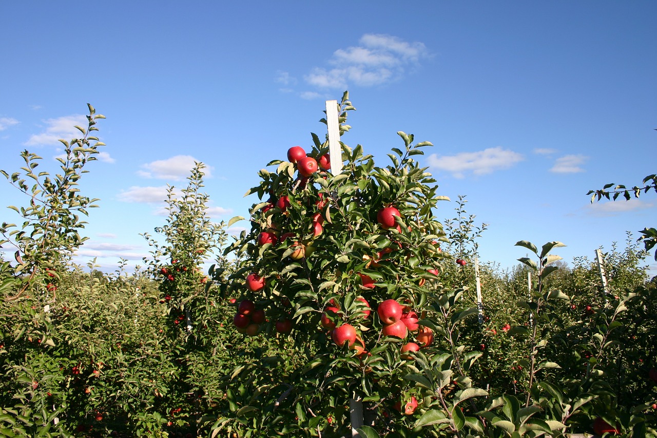 Obuolys, Vaisių Sodas, Obuolių Medis, Vaismedis, Obuolių Sodas, Ruduo, Obuoliai, Žemdirbystė, Derlius, Medis