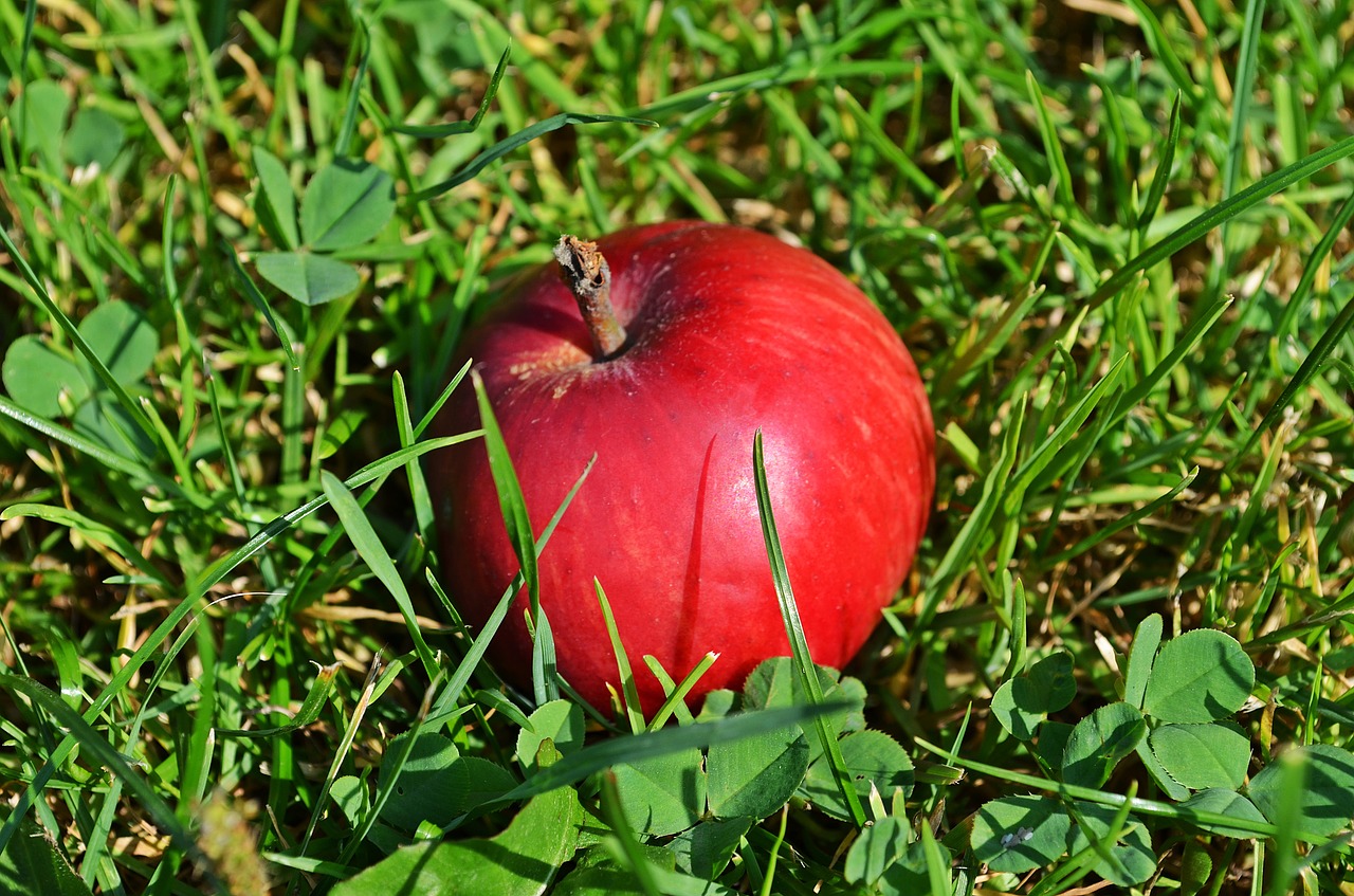 Obuolys, Vaisiai, Liūdnas, Medis, Maistas, Gamta, Valgymas, Iš Arti, Sodas, Žemdirbystė