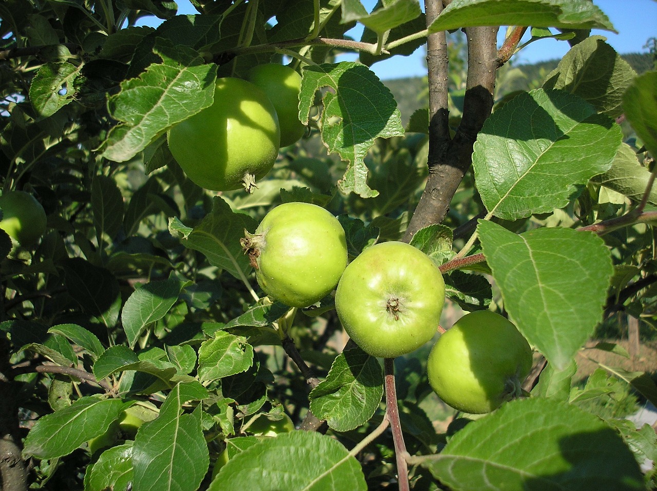 Obuolys, Vaisiai, Gamta, Žalias, Sveikas, Ekologiškas, Šviežias, Natūralus, Mityba, Mityba