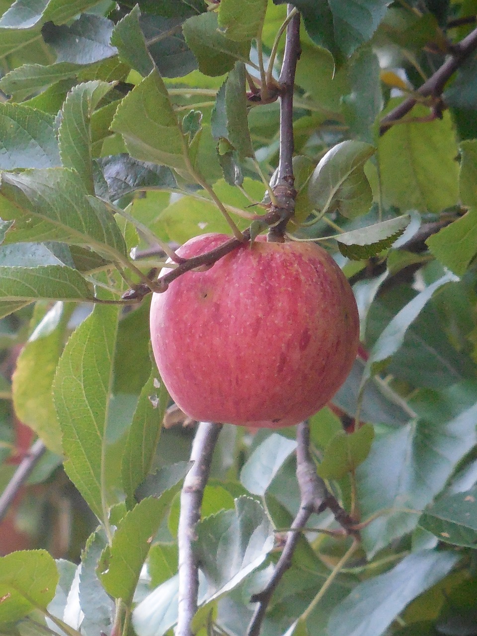 Obuolys, Vaisiai, Maistas, Sveikas, Šviežias, Ekologiškas, Raudona, Mityba, Žalias, Gamta