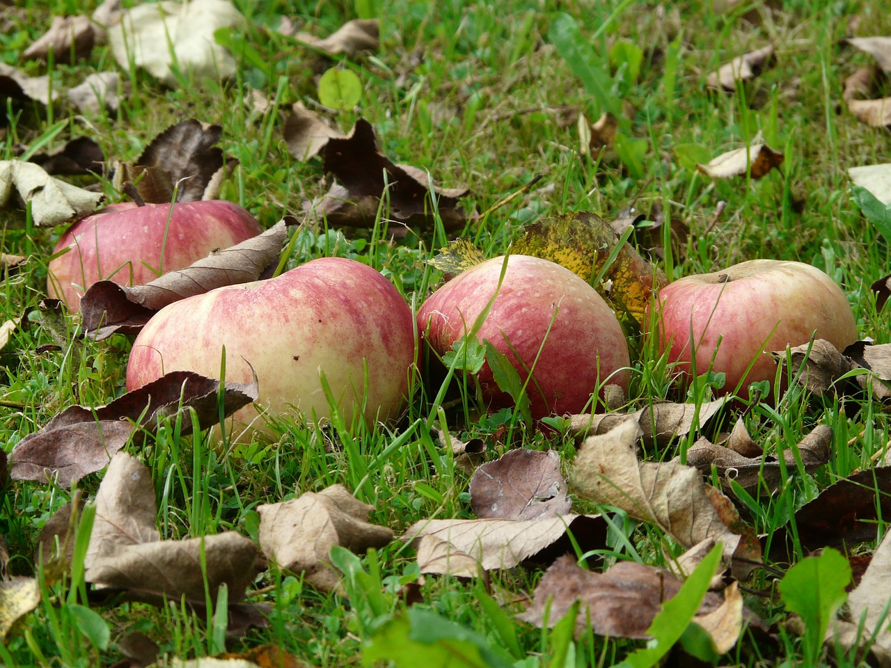 Obuolys, Pieva, Derlius, Pasiimti, Netikėtas, Vaisių Sodas, Vaisiai, Vitaminai, Sveikas, Prinokę