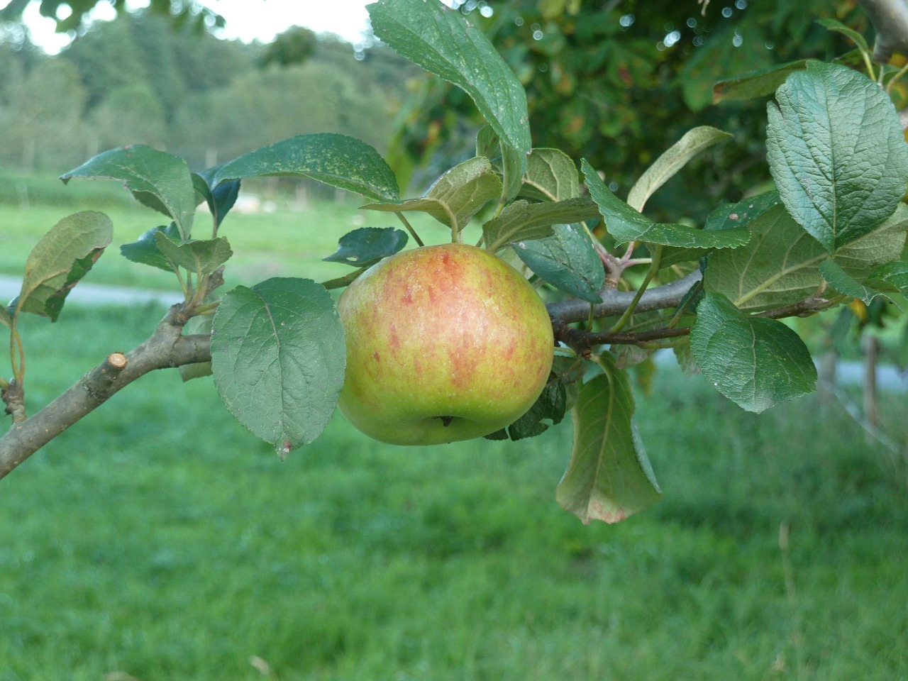 Obuolys, Rudens Derlius, Vaisiai, Vaisiai, Prinokę, Sodas, Obuolių Medis, Sveikas, Vaismedis, Nemokamos Nuotraukos