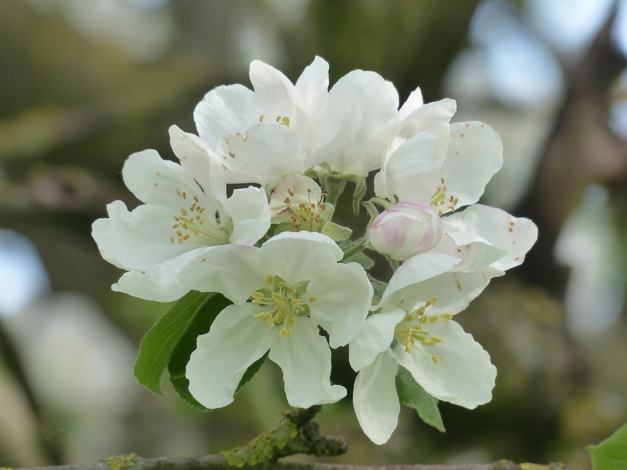 Obuolių Žiedas, Obuolių Medis, Žiedas, Žydėti, Balta, Filialas, Lapai, Malus, Kernobstgewaechs, Didelis