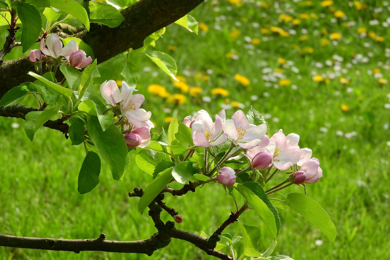 Obuolių Žiedas, Obuolių Medis, Žydintis Obelis, Žydi, Medis, Vaismedis, Rožinė Gėlė, Žydėjimas, Rytinė, Žydintis Medis