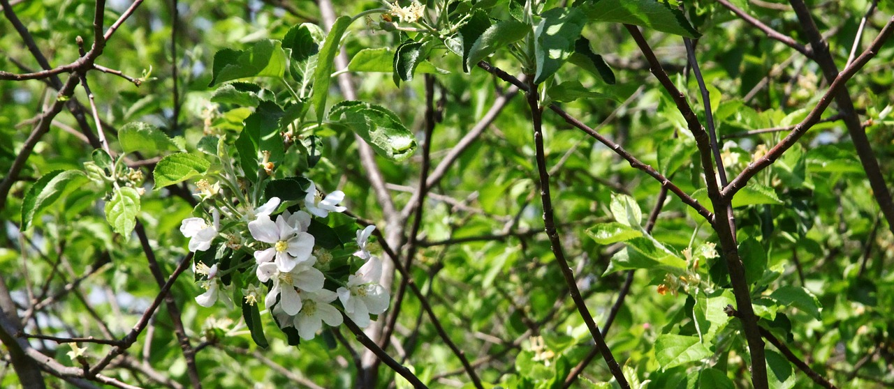 Obuolių Žiedas, Appomattox, Obuolių Medis, Lauke, Žiedai, Obuolys, Nemokamos Nuotraukos,  Nemokama Licenzija