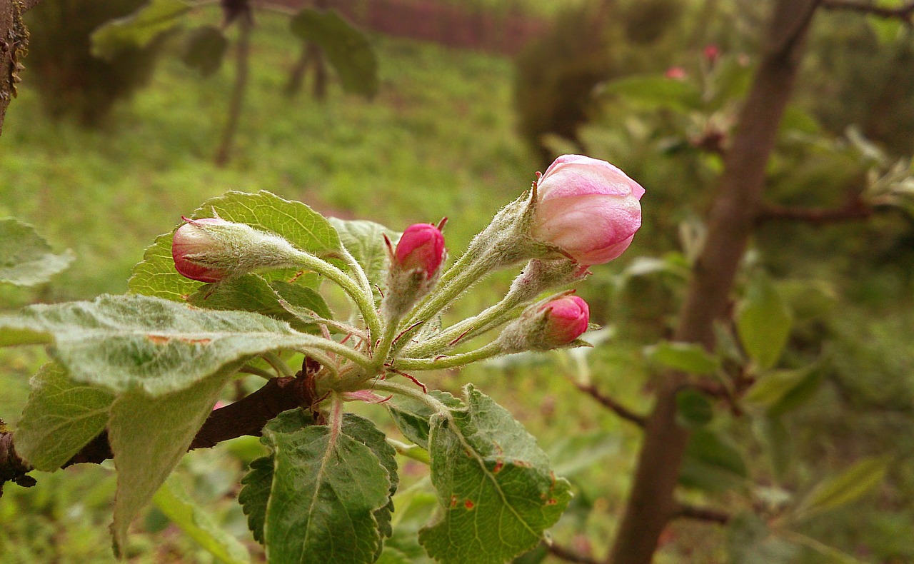 Obuolių Žiedas, Budas, Makro, Gėlės, Pavasario Žydėjimas, Pavasaris, Nemokamos Nuotraukos,  Nemokama Licenzija