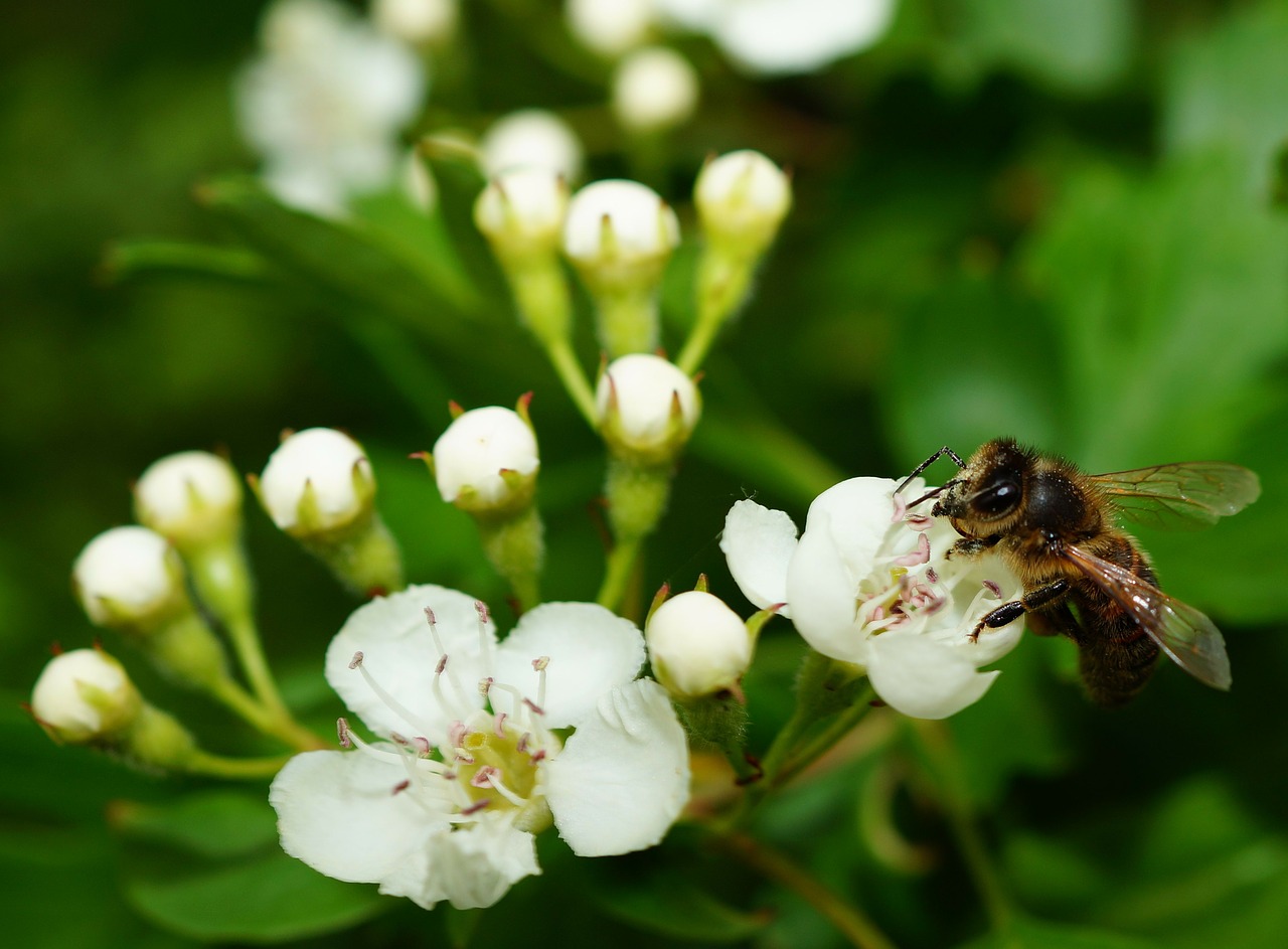 Obuolių Žiedas, Obuolių Medis, Bičių, Apdulkinimas, Žiedas, Žydėti, Balta, Nemokamos Nuotraukos,  Nemokama Licenzija