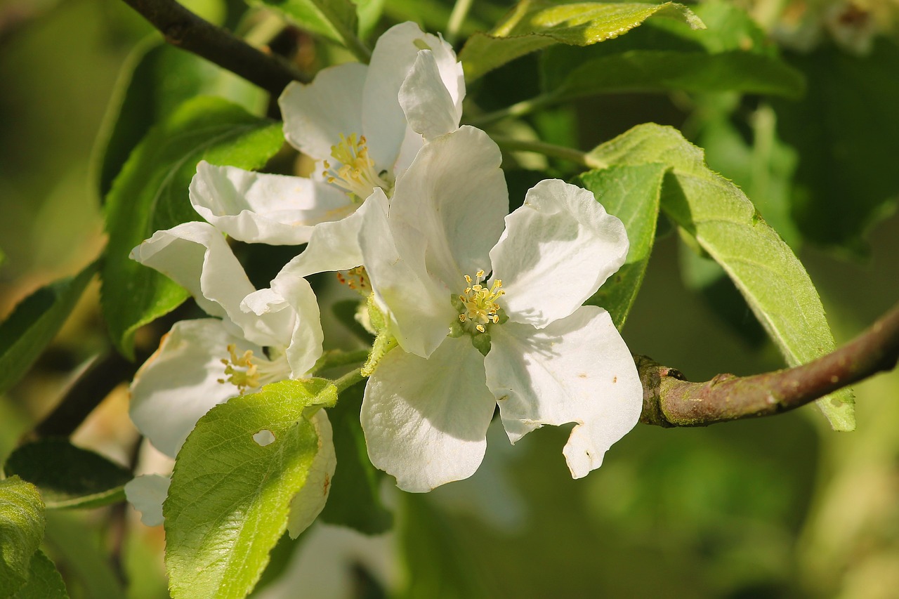 Obuolių Žiedų,  Obuolių Medis,  Vaismedžių,  Apple Tree Gėlės,  Pavasaris,  Žiedas,  Žydi,  Baltos Spalvos,  Pobūdį,  Vaisių Sodas