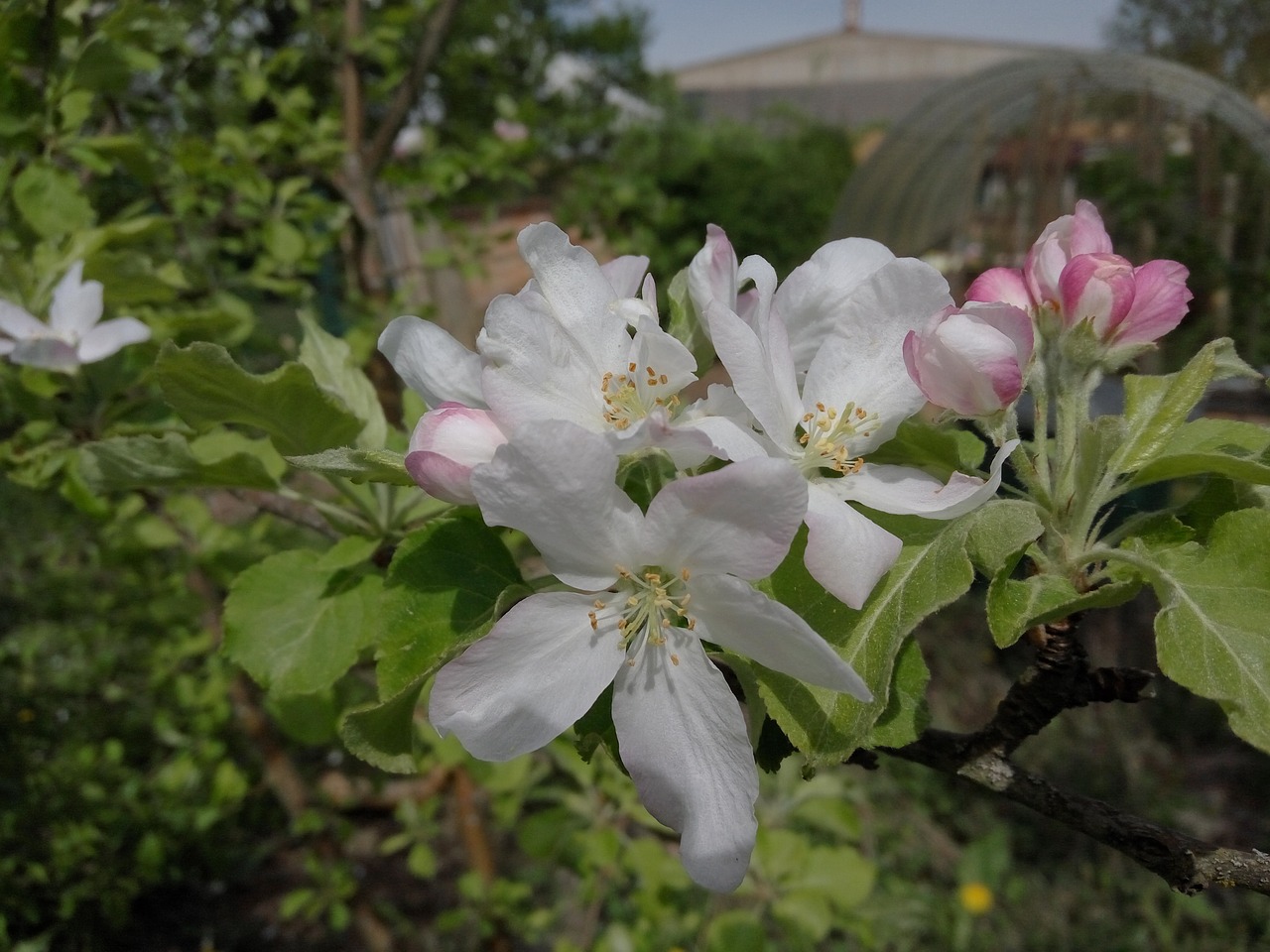 Apple Žiedas Baltas Rožiniai,  Gėlė,  Augalų,  Pobūdį,  Sodas, Nemokamos Nuotraukos,  Nemokama Licenzija