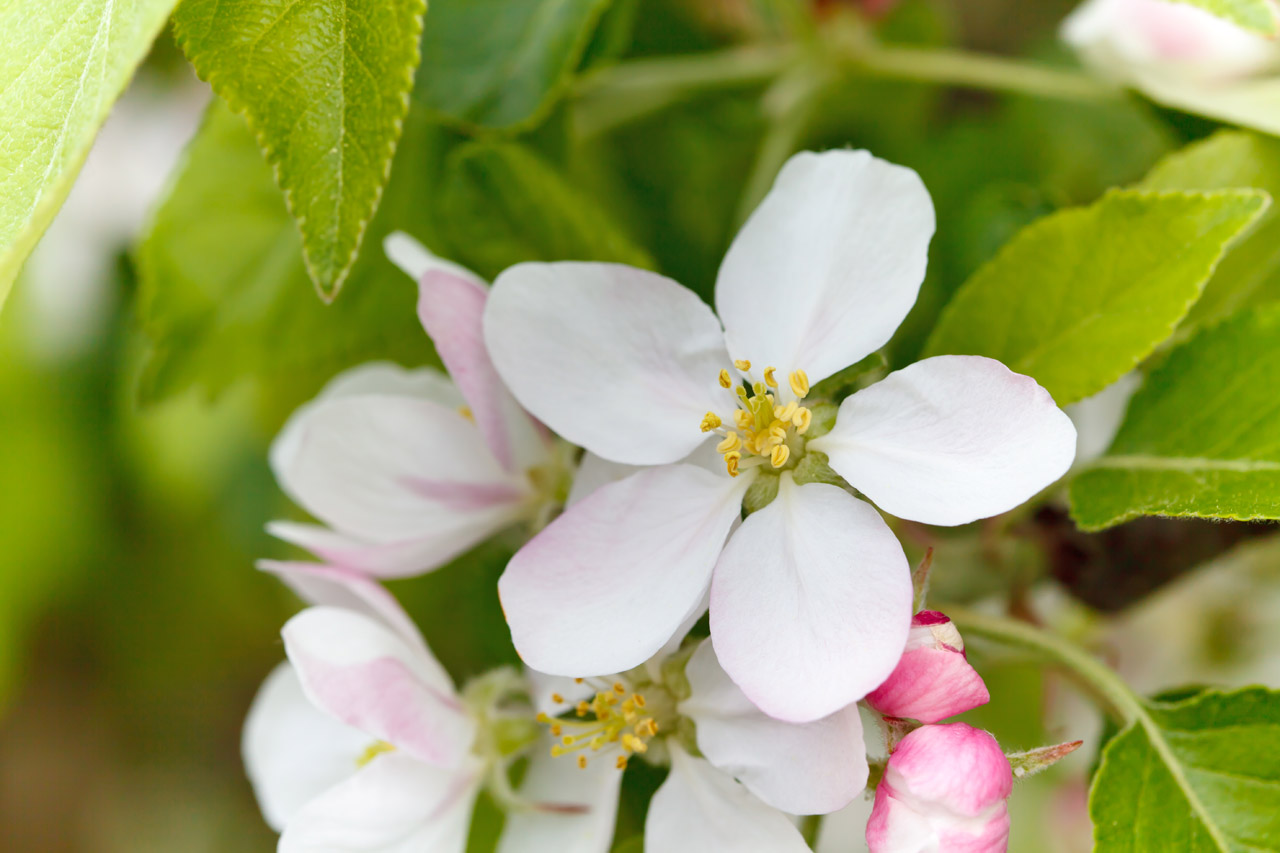 Obuolys,  Žydėti,  Žydi,  Žiedas,  Iš Arti,  Spalva,  Išsamiai,  Flora,  Gėlių,  Gėlė