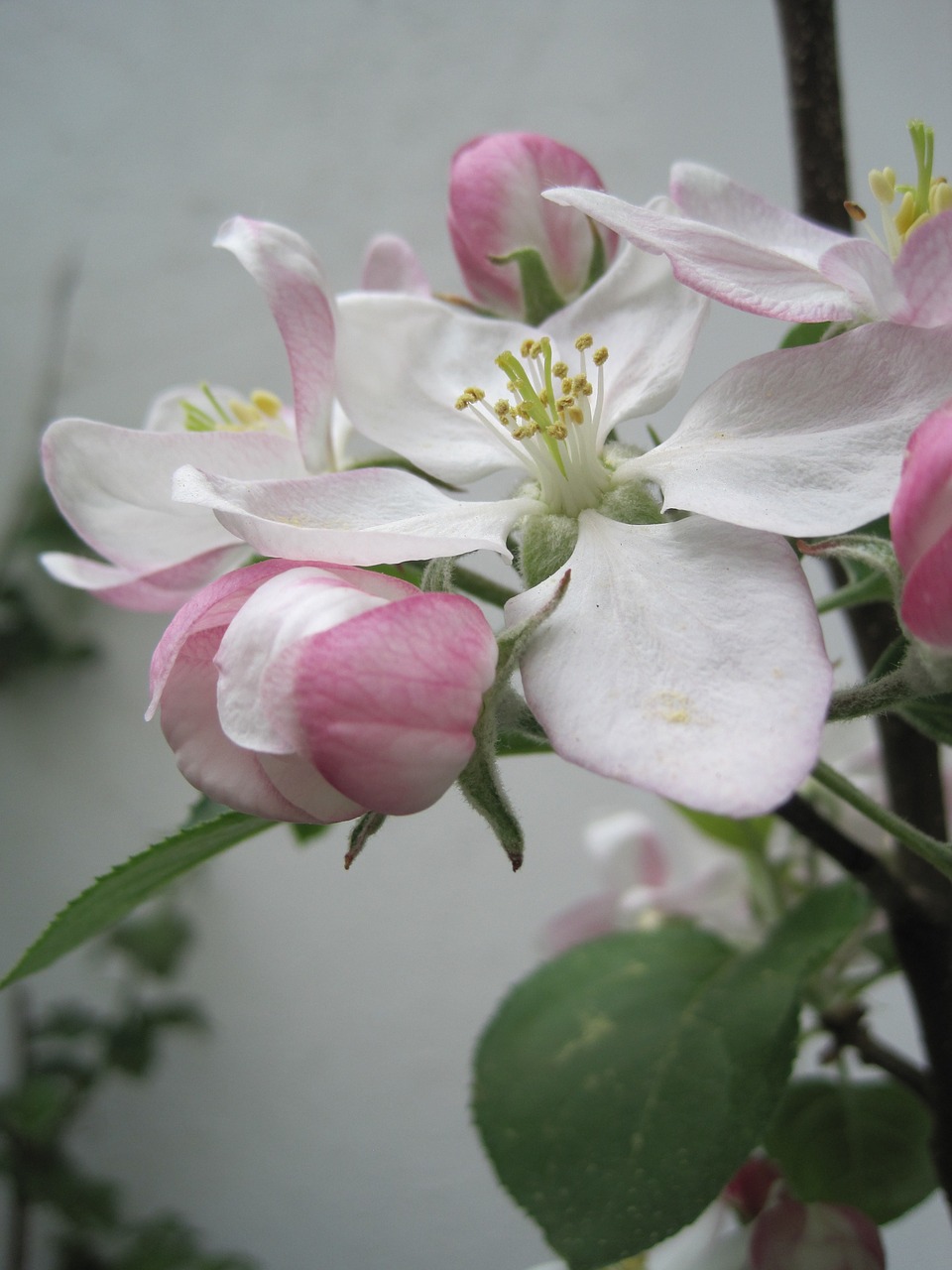 Obuolių Žiedai, Pavasaris, Rožinė Ir Balta, Gamta, Obelų Žiedas, Viešas Įrašas, Pistil, Budas, Nemokamos Nuotraukos,  Nemokama Licenzija