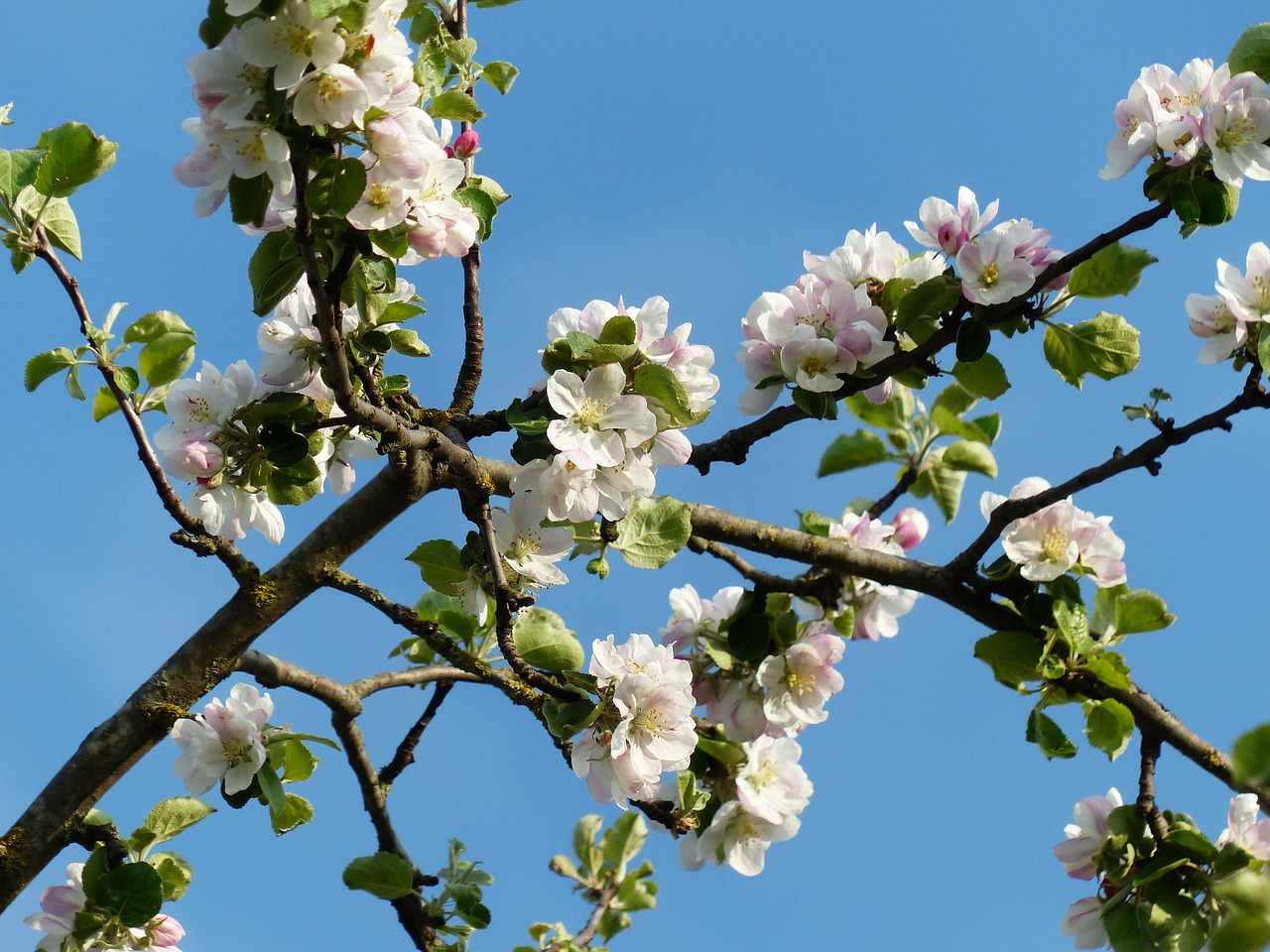 Obuolių Žiedai, Filialas, Obuolių Medis, Žiedas, Žydėti, Balta, Rožinis, Lapai, Malus, Kernobstgewaechs