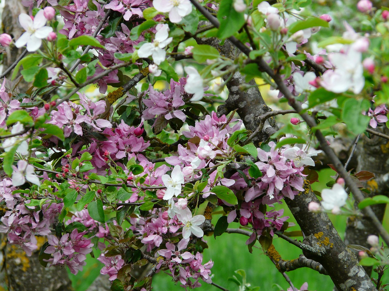 Obuolių Žiedai, Blütenmeer, Žiedas, Žydėti, Obuolių Medis, Balta, Žydėti, Rožinis, Raudona, Violetinė