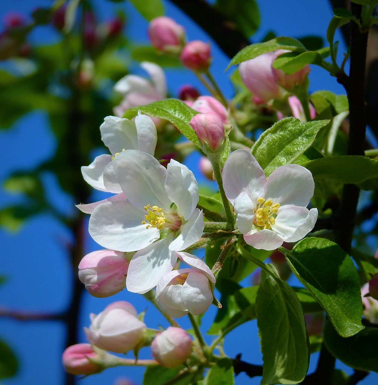 Apple Gėlių,  Žydi,  Pavasaris, Nemokamos Nuotraukos,  Nemokama Licenzija