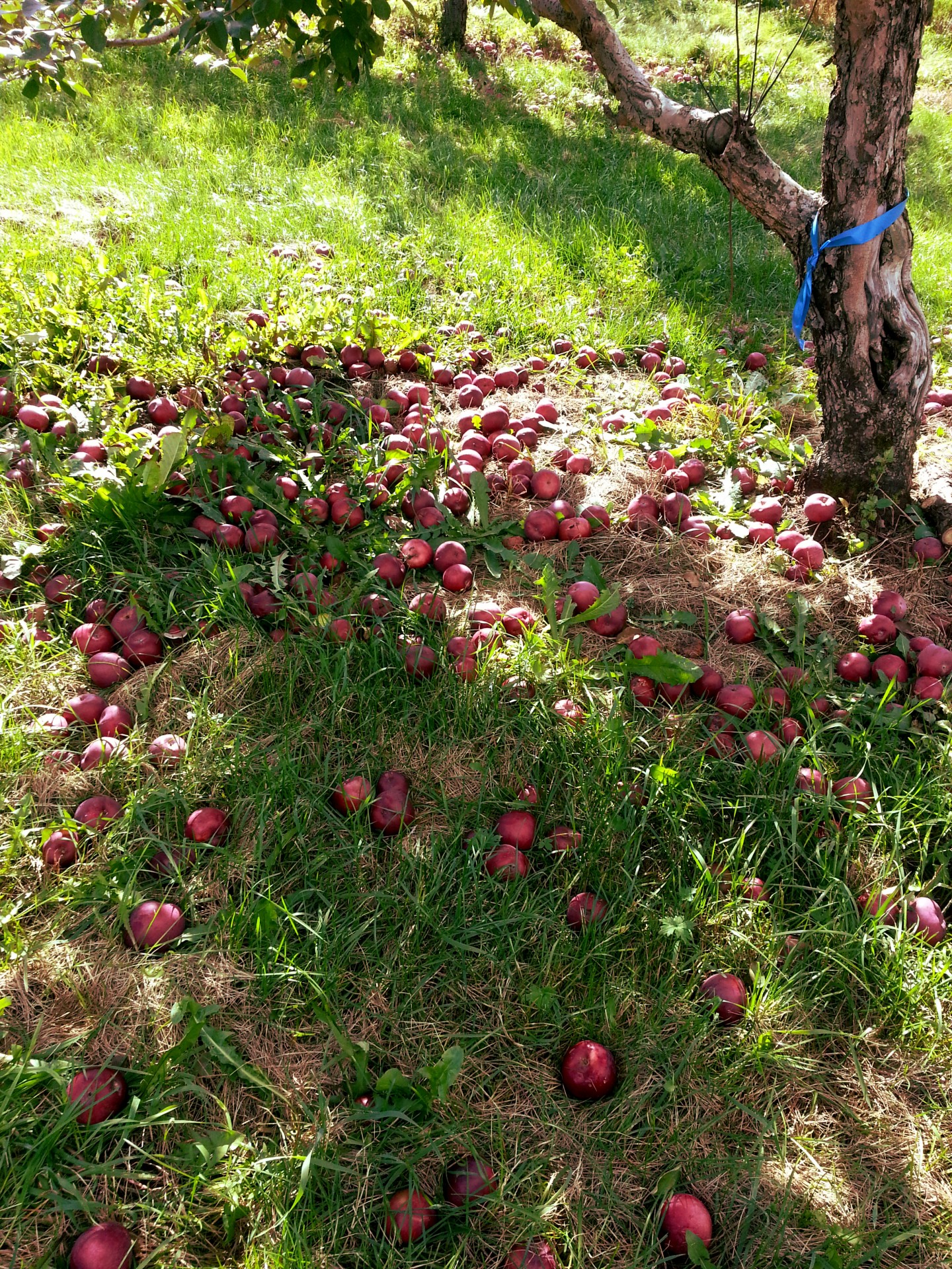 Obuolys,  Obuoliai,  Vaisiai,  Medis,  Medžiai,  Vaisių Sodas,  Sodas,  Derlius,  Žemdirbystė,  Ūkininkavimas