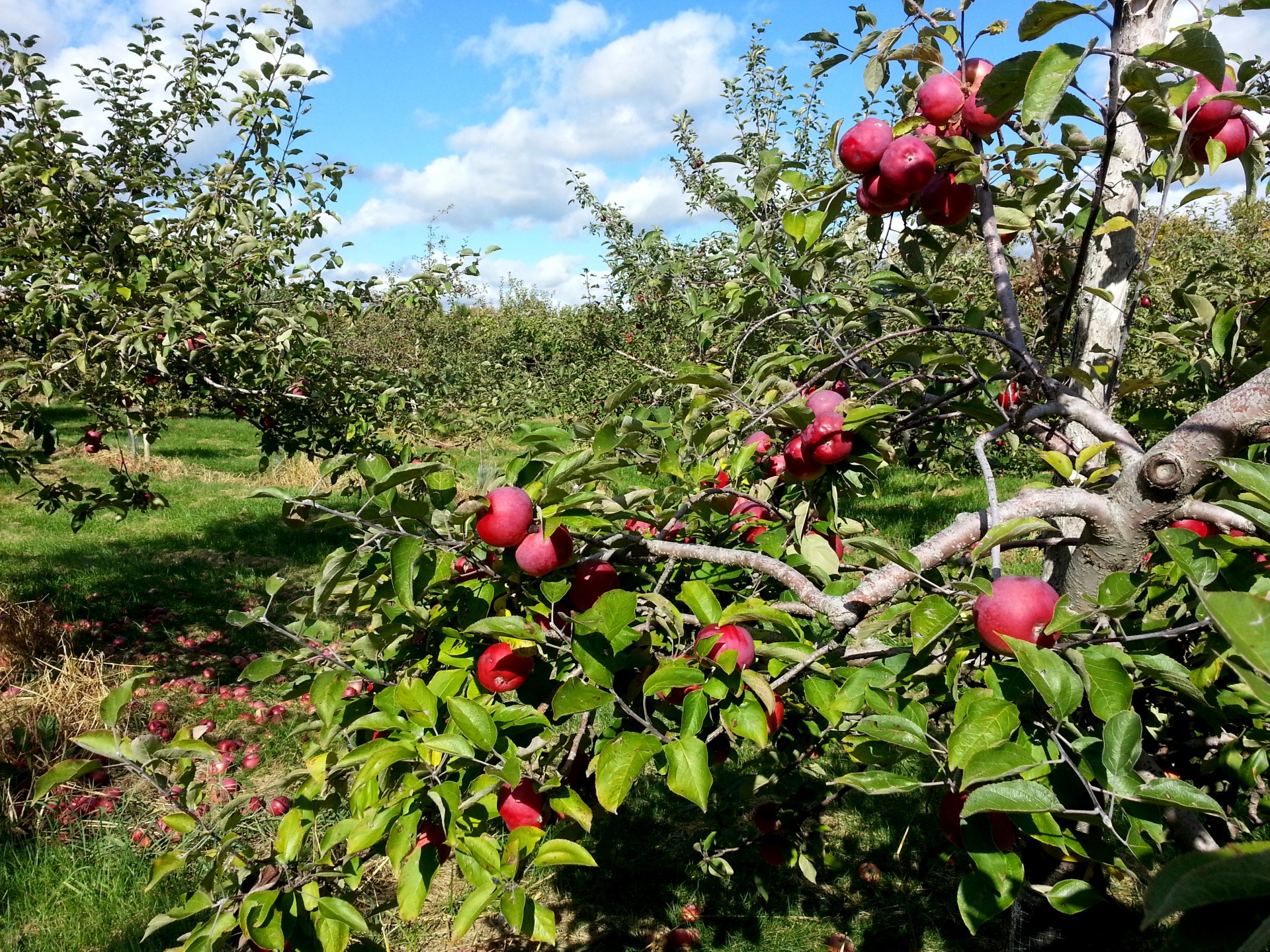 Obuolys,  Obuoliai,  Vaisiai,  Medis,  Medžiai,  Vaisių Sodas,  Sodas,  Derlius,  Žemdirbystė,  Ūkininkavimas