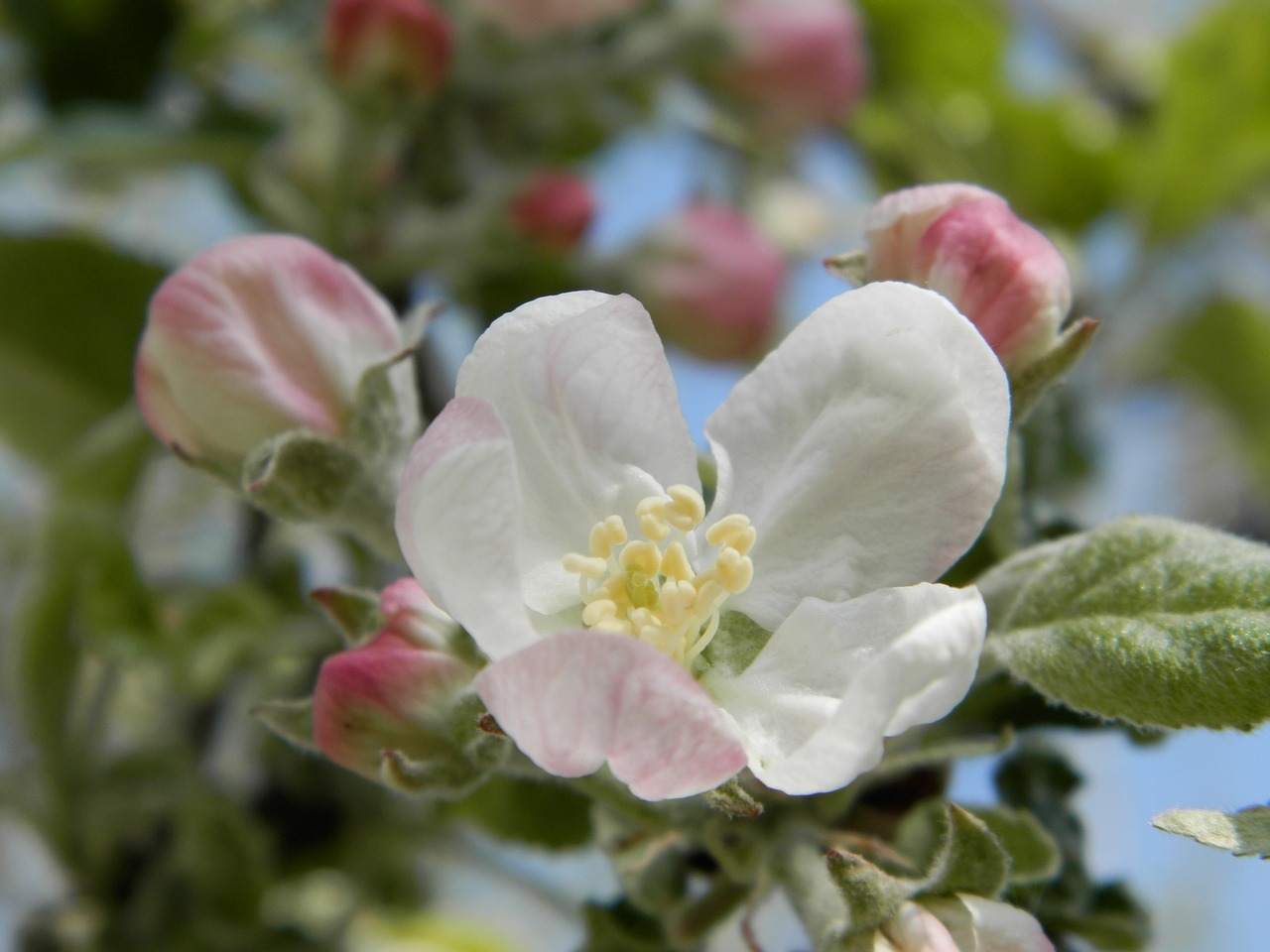 Obuolių Medis, Gėlė, Pavasaris, Nemokamos Nuotraukos,  Nemokama Licenzija