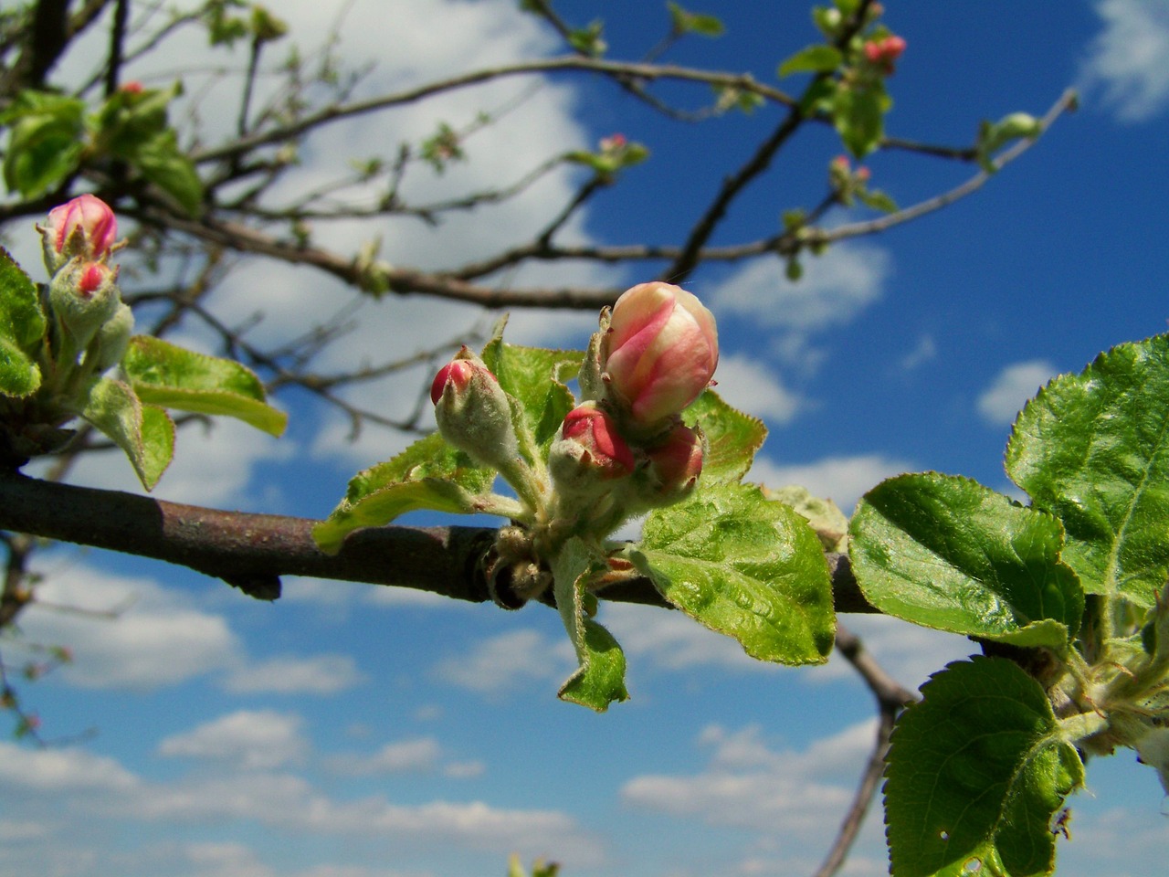 Obuolių Medis, Gėlių Pumpurai, Pavasaris, Nemokamos Nuotraukos,  Nemokama Licenzija