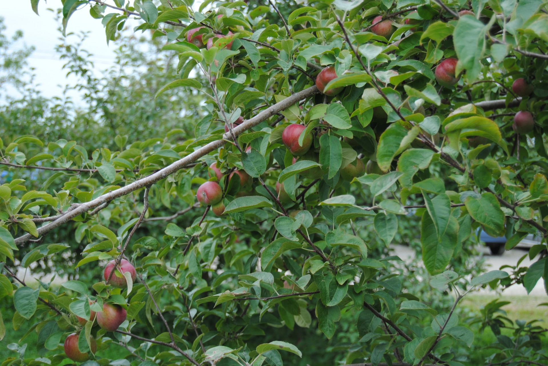 Obuoliai,  Obuolys,  Medis,  Vaisiai,  Ruduo,  Sezonas,  Derliaus Nuėmimas,  Derlius,  Obuolių Medis, Nemokamos Nuotraukos