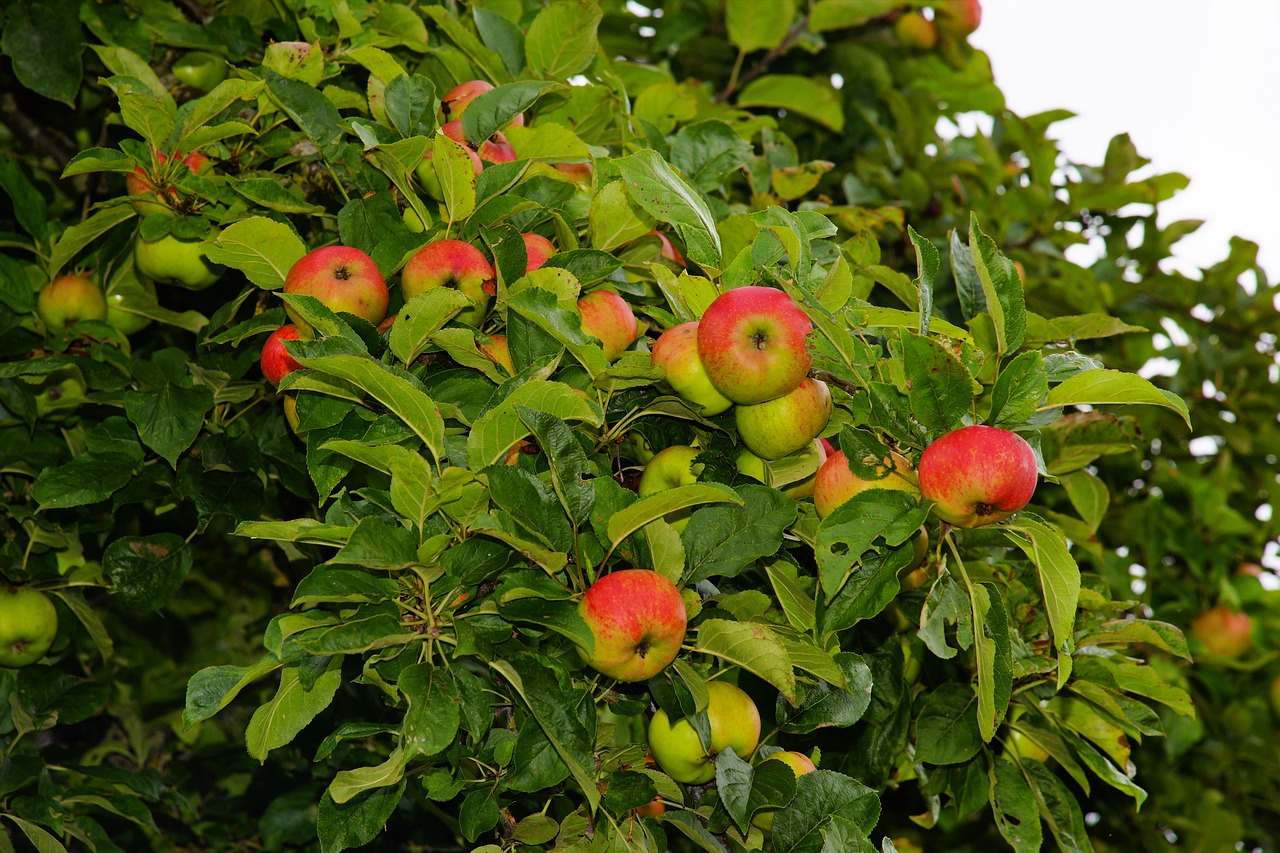 Obuolių Medis, Obuolys, Vaisiai, Medis, Vaisiai, Sodas, Žalias, Sveikas, Gamta, Lapai