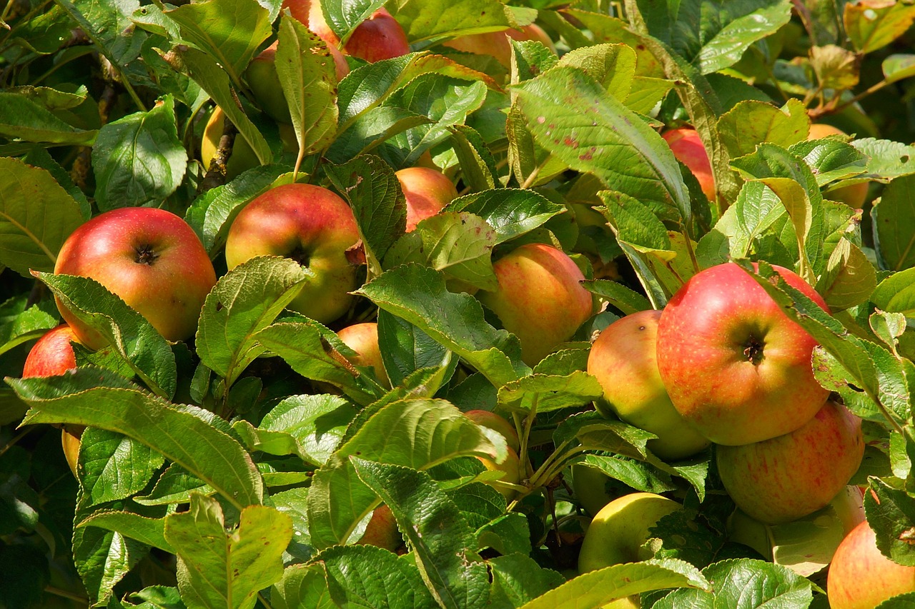 Obuolių Medis, Obuolys, Vaisiai, Medis, Vaisiai, Sodas, Kernobstgewaechs, Maistas, Lapai, Uždaryti