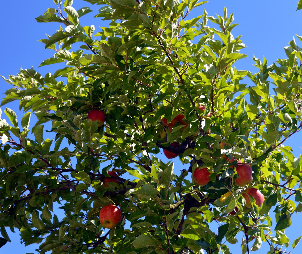 Obuolių Medis, Medis, Obuolys, Filialai, Sveikas, Vitaminai, Vaisiai, Raudona, Bio, Sodas