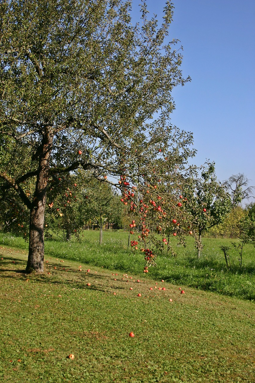 Obuolių Medis, Vaismedis, Gamta, Medis, Vaisiai, Ruduo, Obuolys, Vaisių Sodas, Derlius, Apfelernte