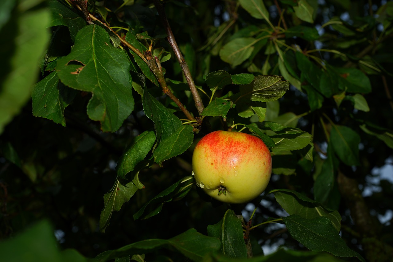 Obuolių Medis, Obuolys, Vasaros Pabaigoje, Vaisiai, Gamta, Ruduo, Kernobstgewaechs, Raudona, Vitaminai, Maistas