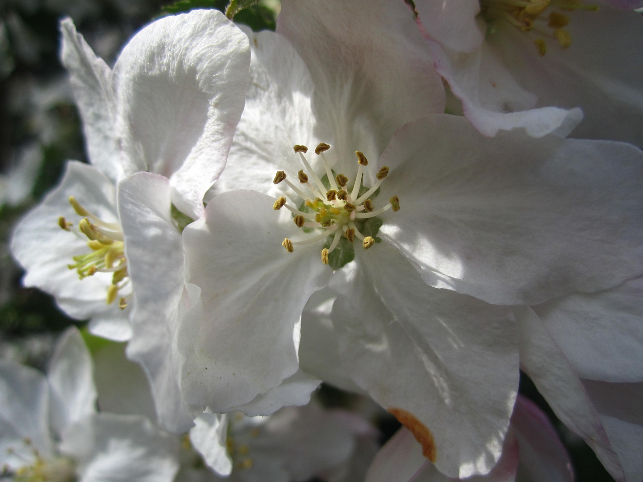Obuolių Medis, Obelų Gėlės, Balta, Pavasaris, Žiedas, Žydėti, Makro, Nemokamos Nuotraukos,  Nemokama Licenzija