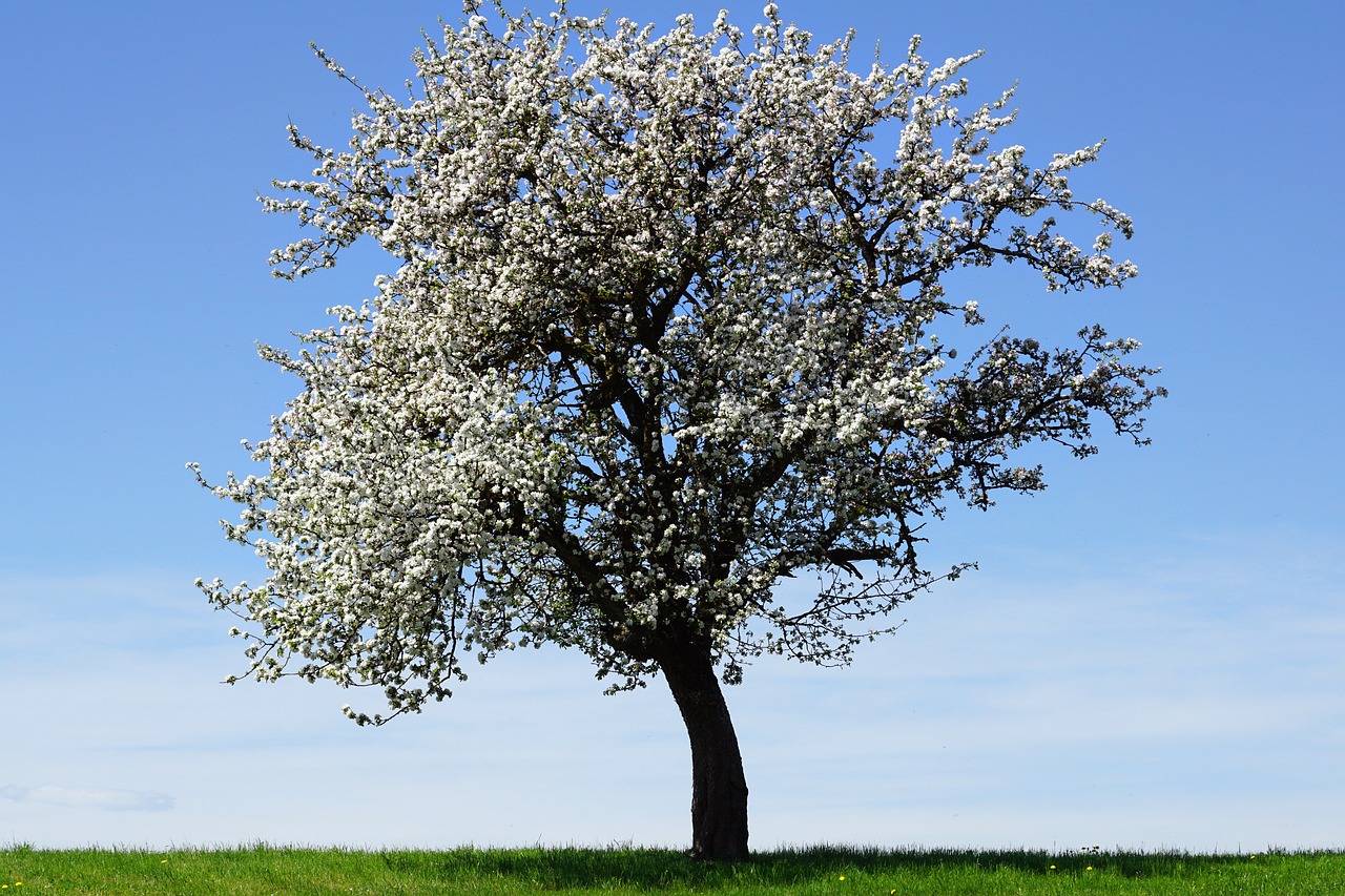 Obuolių Medis,  Gėlės,  Obuolių Žiedų,  Medis,  Kraštovaizdis,  Pobūdį,  Sezonas,  Dangus,  Sunny,  Idiliškas