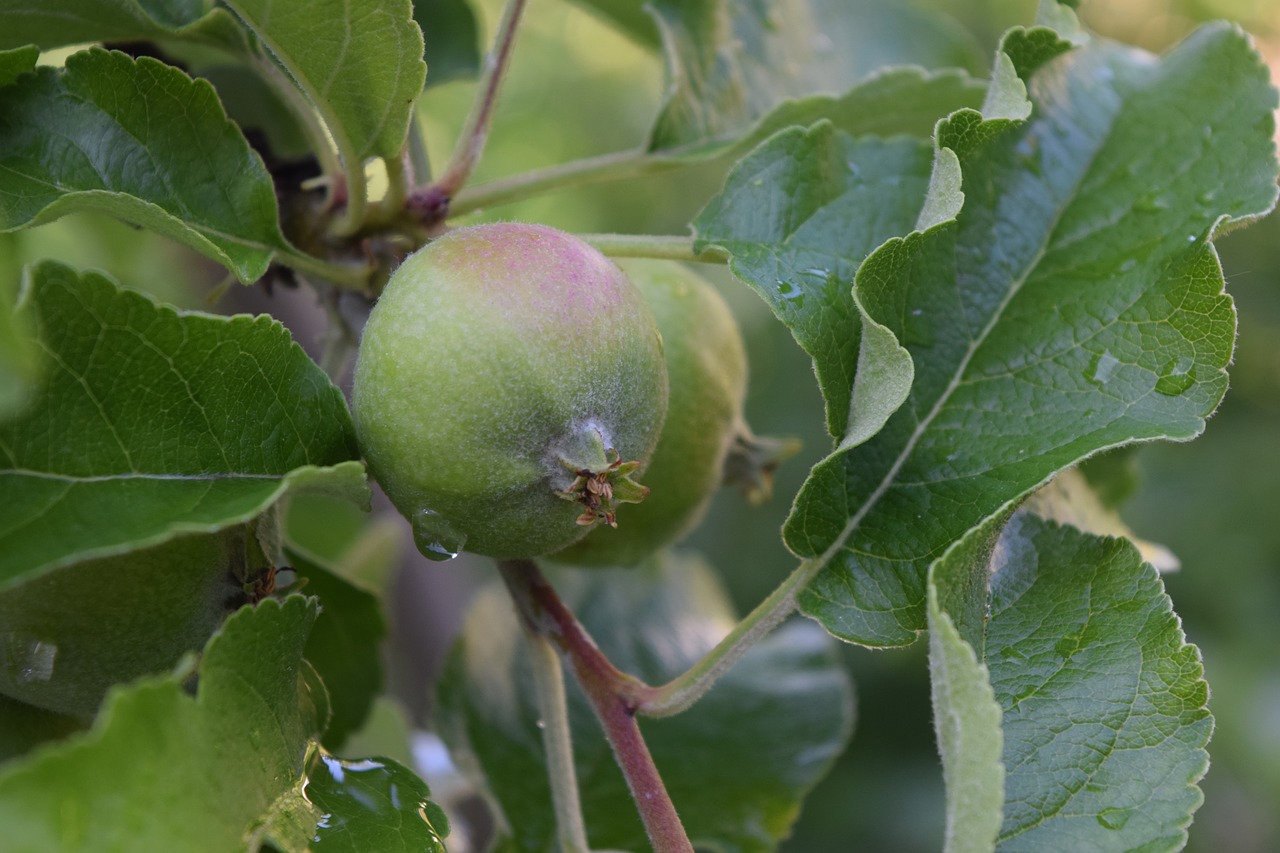 Obuolių Medis,  Apple,  Vaisių,  Lapai,  Vaisiai, Nemokamos Nuotraukos,  Nemokama Licenzija