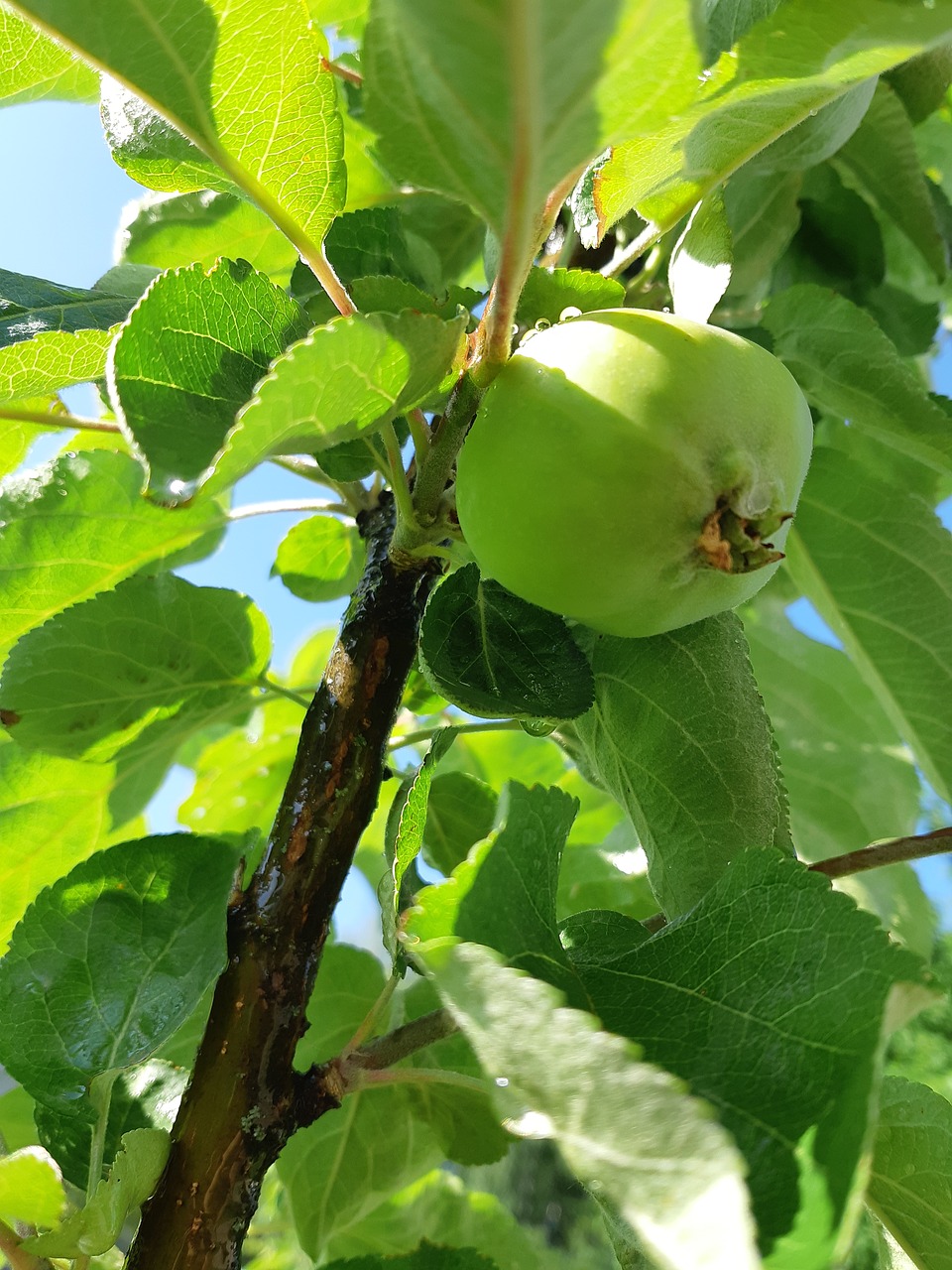 Obuolių Medis,  Sodas,  Žalumynai, Nemokamos Nuotraukos,  Nemokama Licenzija