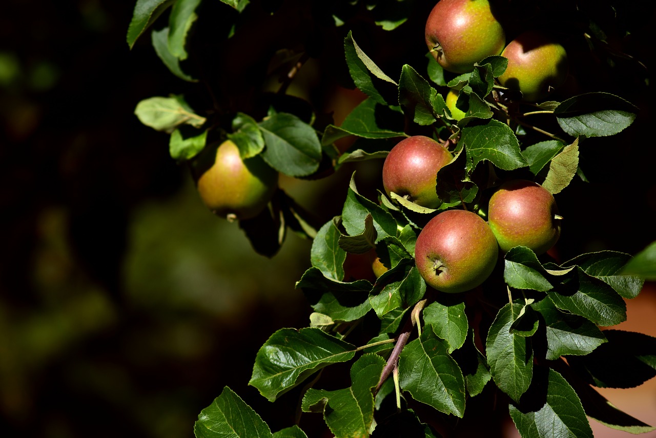 Obuolių Medis,  Apple,  Filialas,  Lapai,  Pobūdį,  Sveiki,  Augmenija,  Vaisių,  Vitaminai,  Vaismedžių