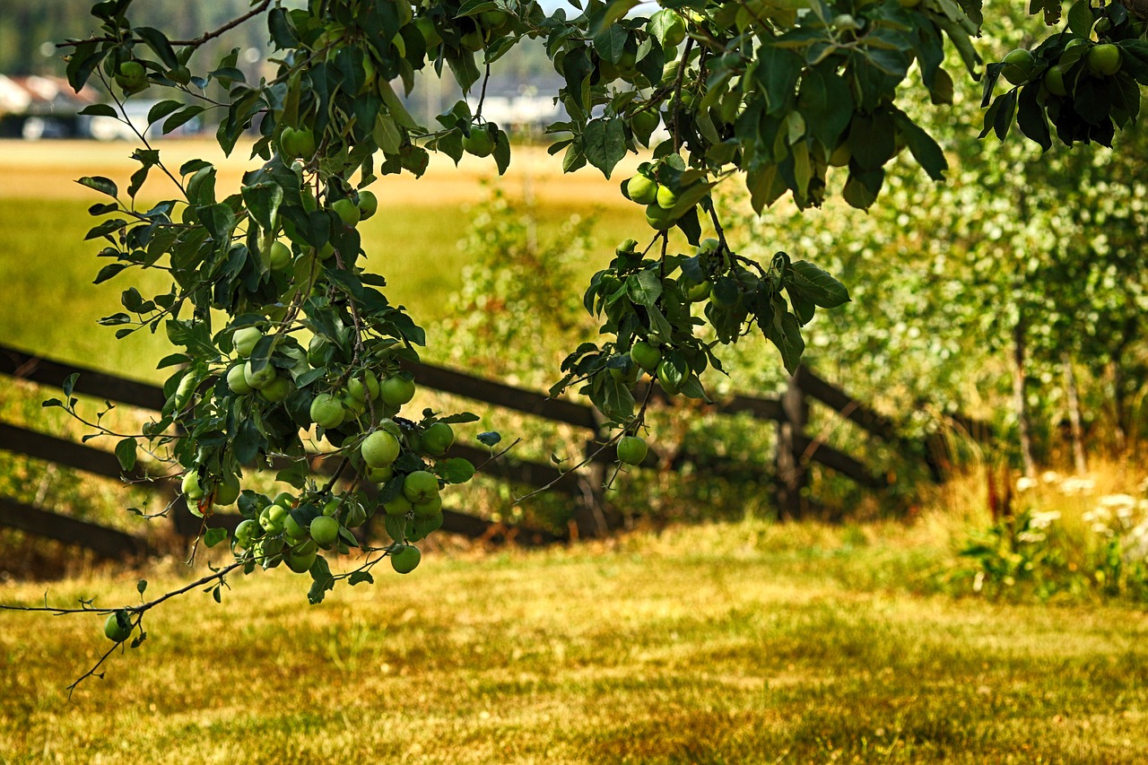 Obuolių Medis,  Obuoliai,  Vaisių,  Gamta, Nemokamos Nuotraukos,  Nemokama Licenzija