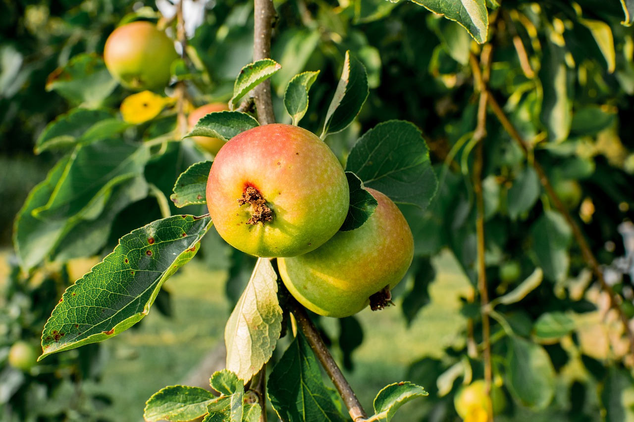 Obuolių Medis,  Apple,  Vaisių,  Vaisių Medžiai,  Kernobstgewaechs,  Pobūdį,  Apfelernte,  Prinokę,  Filialas,  Apple Orchard