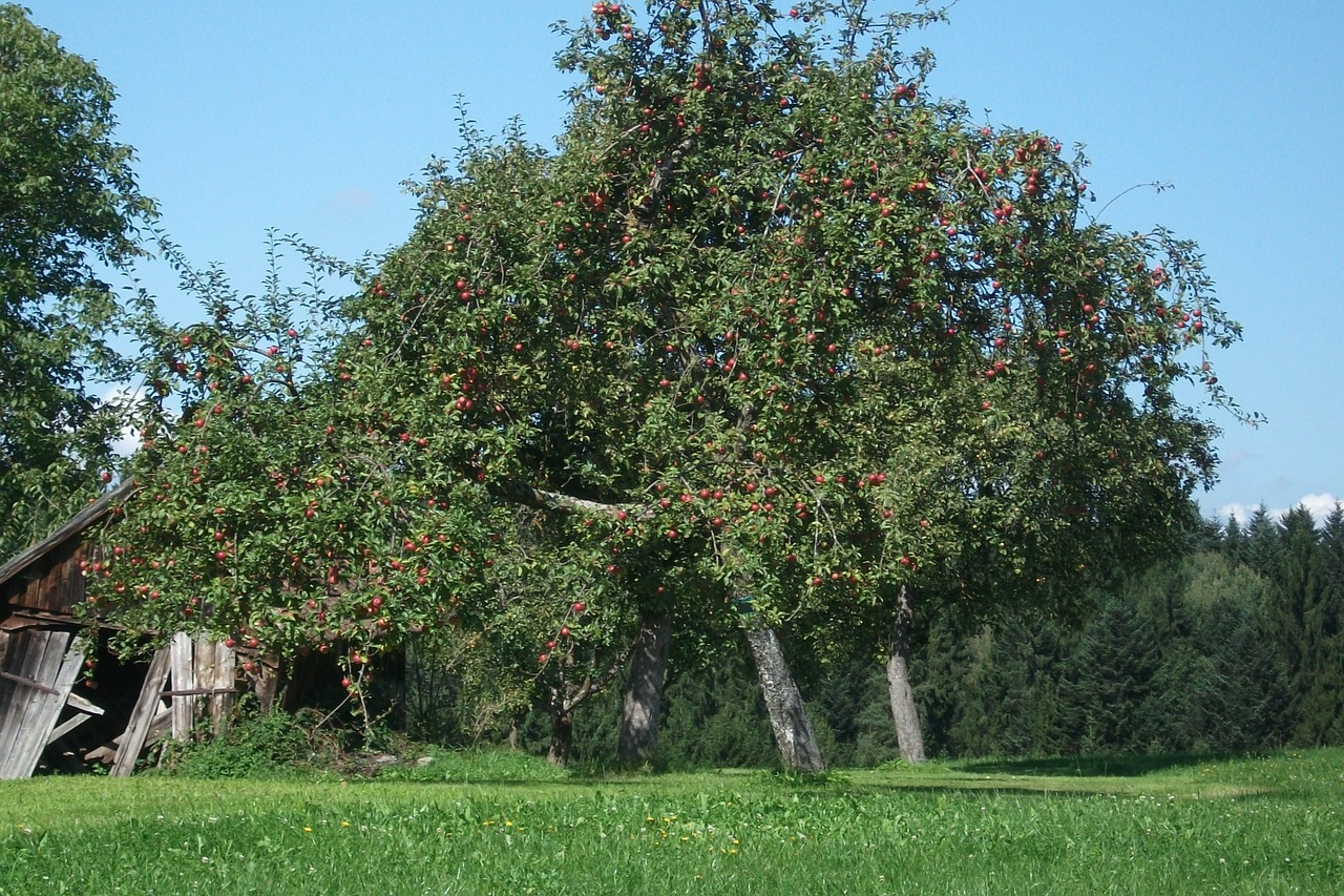 Obuolių Medis, Gamta, Romantiškas, Medis, Obuolys, Filialas, Kernobstgewaechs, Žemdirbystė, Kraštovaizdis, Lapai