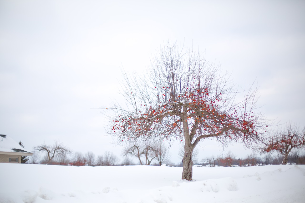 Obuolių Medis, Žiemos Obelis, Žiema, Sniegas, Nemokamos Nuotraukos,  Nemokama Licenzija